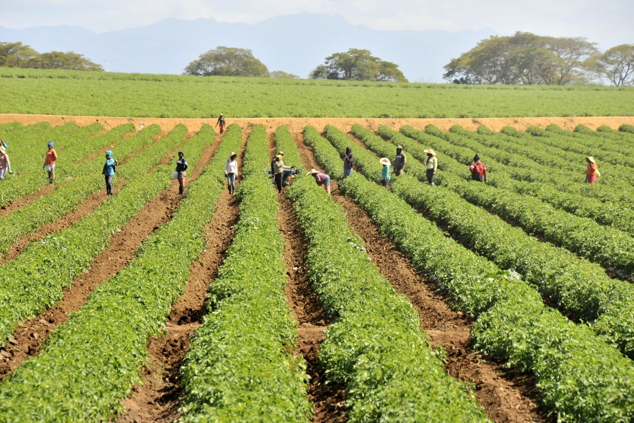 30 ans d'écart de performance agricole entre Haïti et République dominicaine (1994-2025)